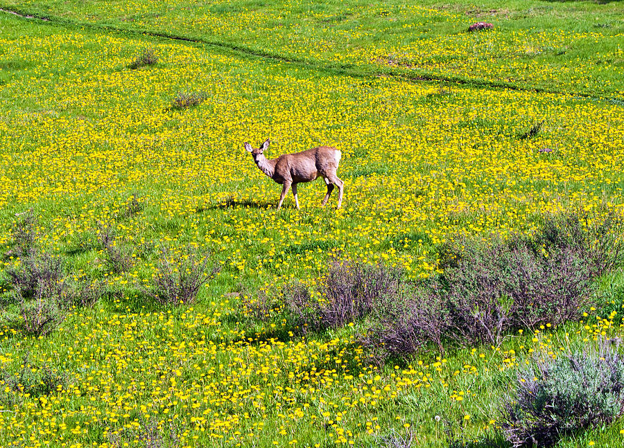Dandelion Deer Photograph by Rick Wicker