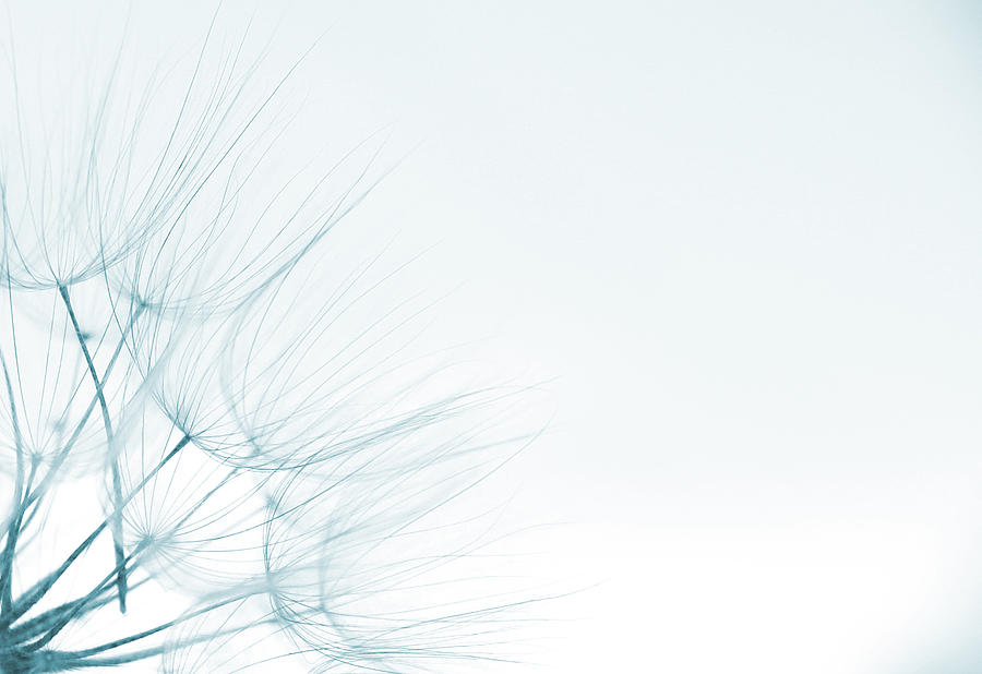 Dandelion Detail Against White Background Photograph by Vlad Baciu