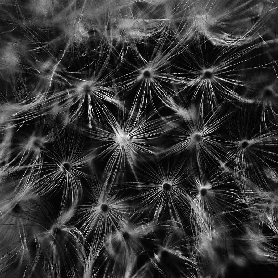 Flower Photograph - Dandelion detail black and white by Matthias Hauser