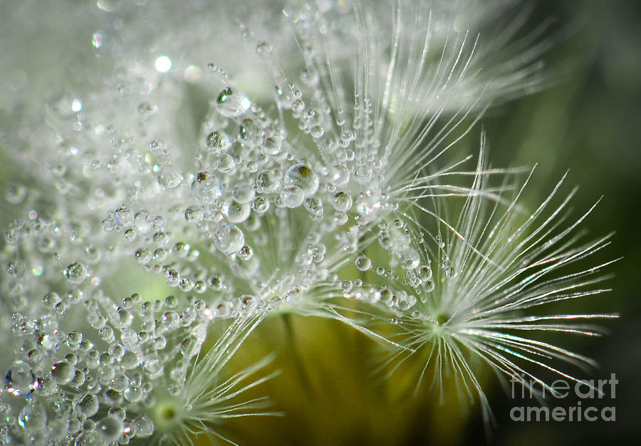 Dandelion Dew Photograph by Amy Porter