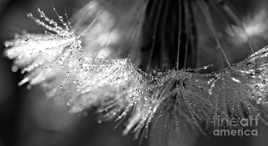 Dandelion Dew black and white Photograph by Lila Fisher-Wenzel