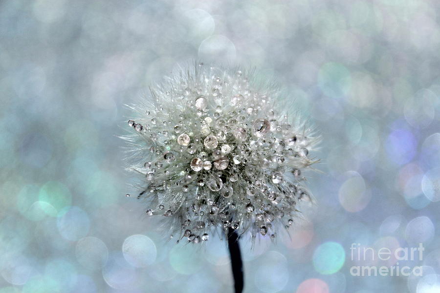 Abstract Photograph - Dandelion Diamonds by Krissy Katsimbras