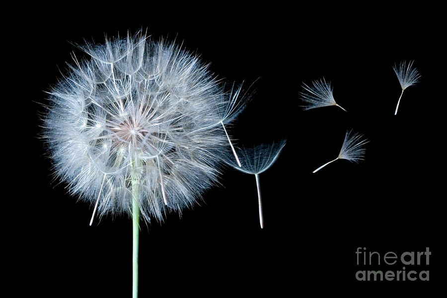 Dandelion Dreaming Photograph by Cindy Singleton