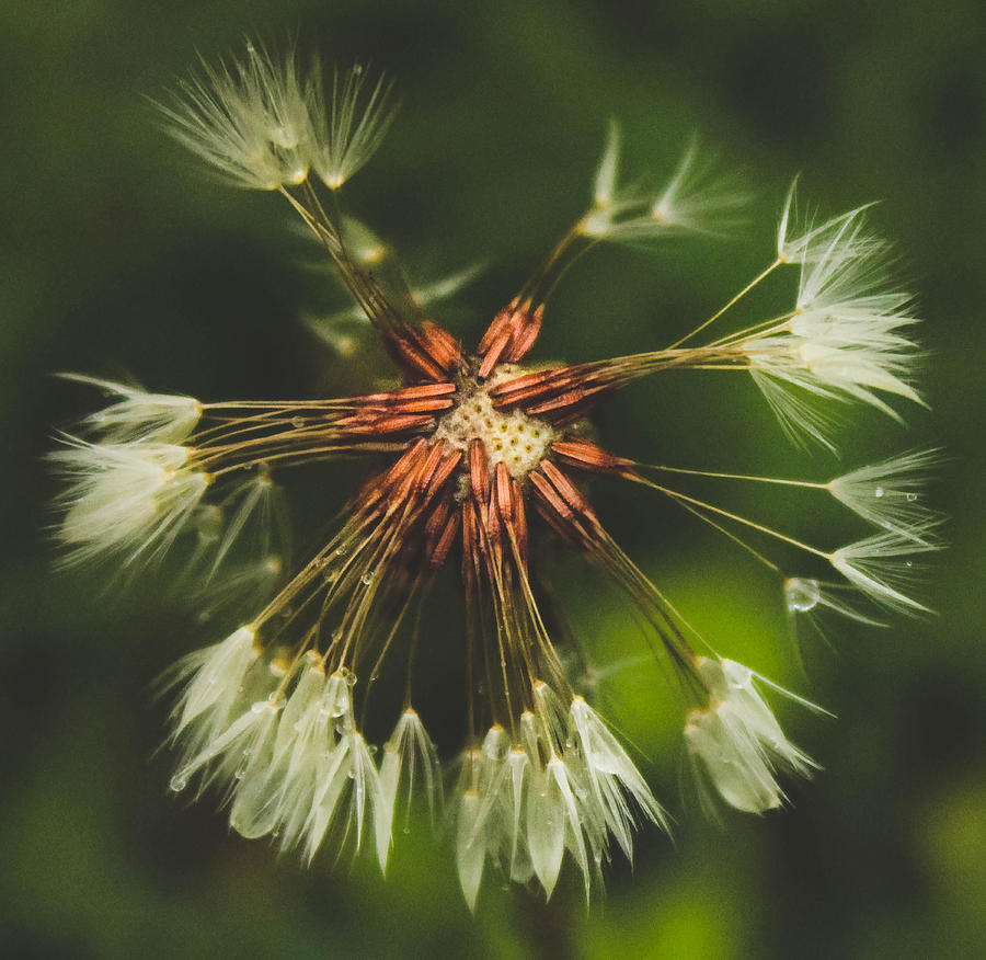 Spring Photograph - Dandelion Dreams by Jessica Brawley
