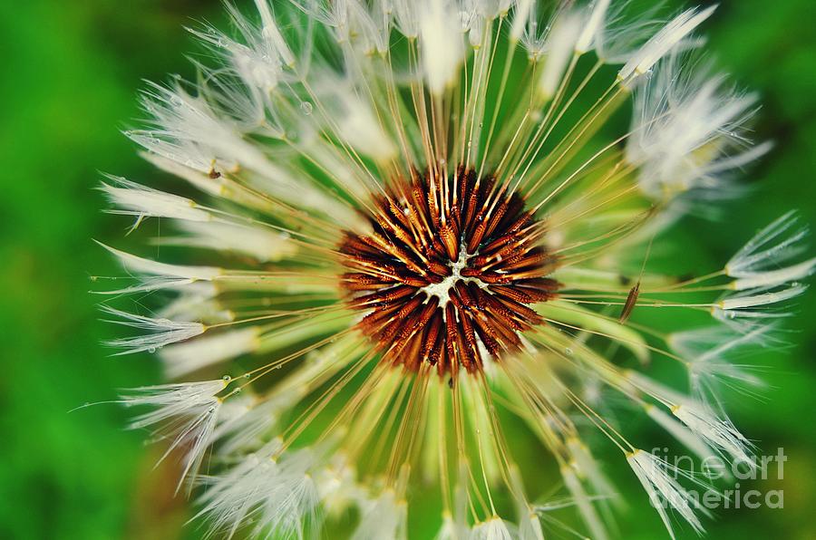 Nature Photograph - Dandelion Dreams by Peggy Franz