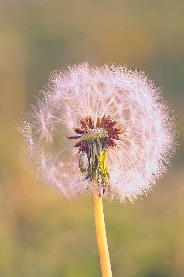 Dandelion fade Photograph by Steve Stephenson - Fine Art America