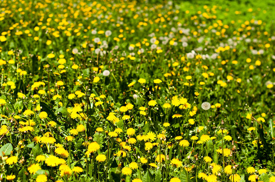 Dandelion Field Photograph by Frank Gaertner - Fine Art America