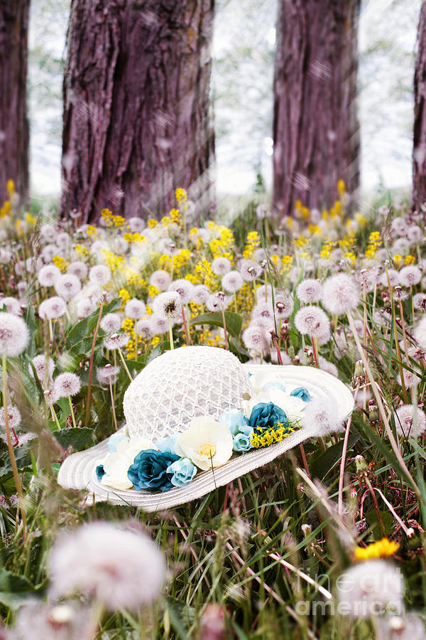 Dandelion Field Photograph by Stephanie Frey
