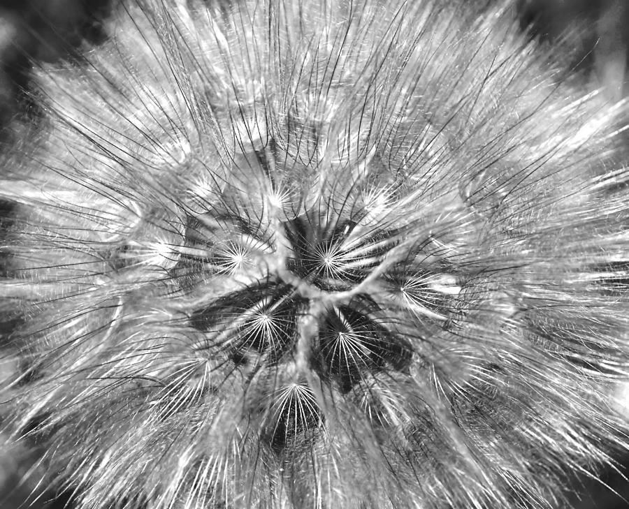 Abstract Photograph - Dandelion Fireworks in Black and White by Rona Black