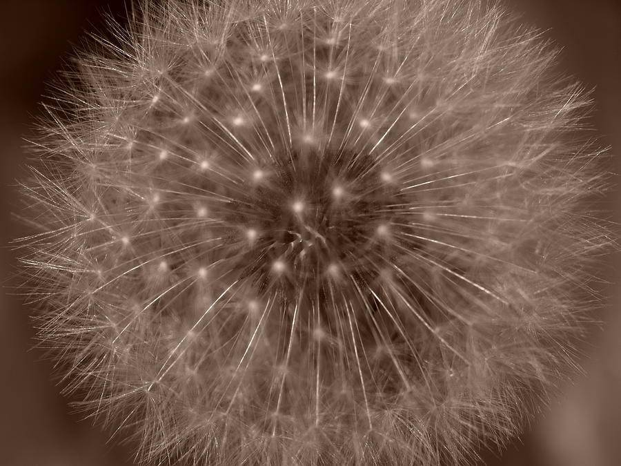 Dandelion Fireworks Photograph by Jeffrey Peterson