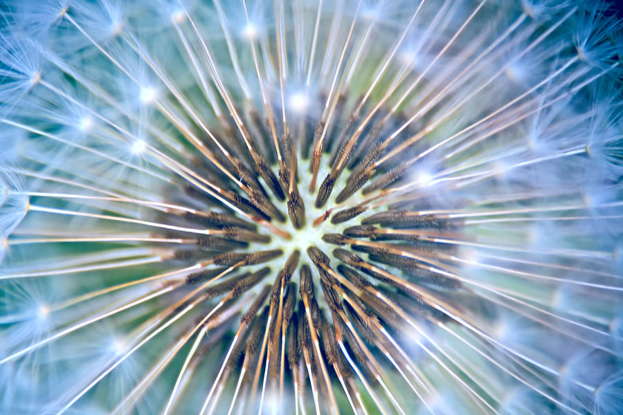 Dandelion Fireworks Photograph by Peggy Collins