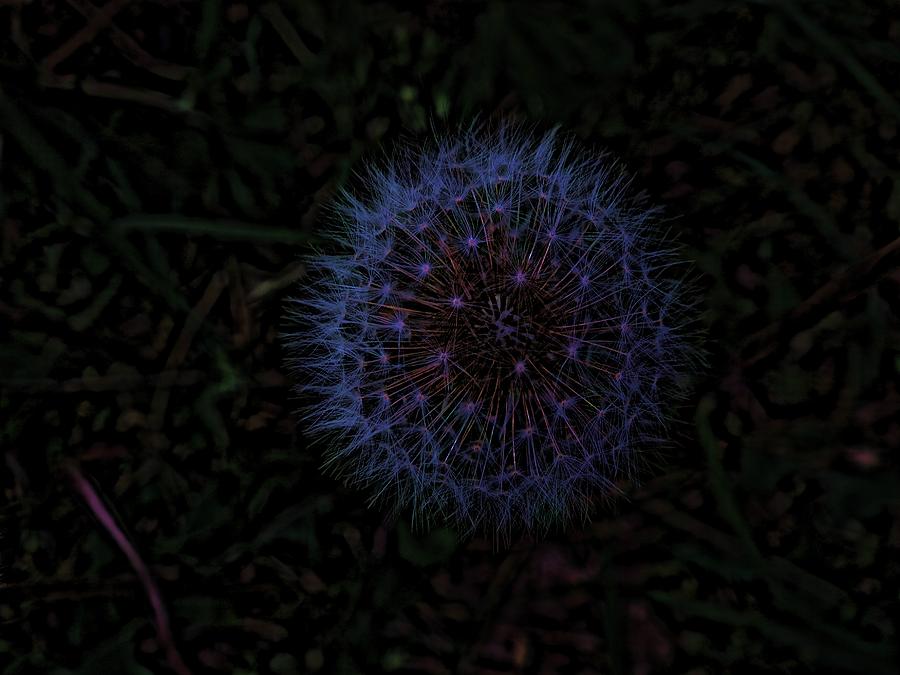 Dandelion Fireworks Digital Art by Robert Rhoads