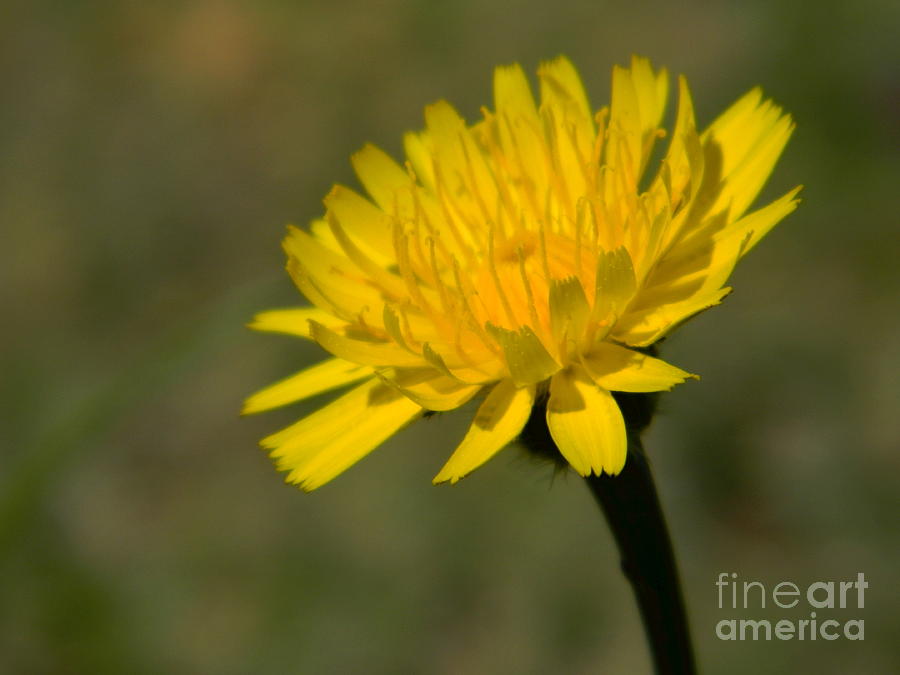 Dandelion Flower Photograph by Andrea Anderegg