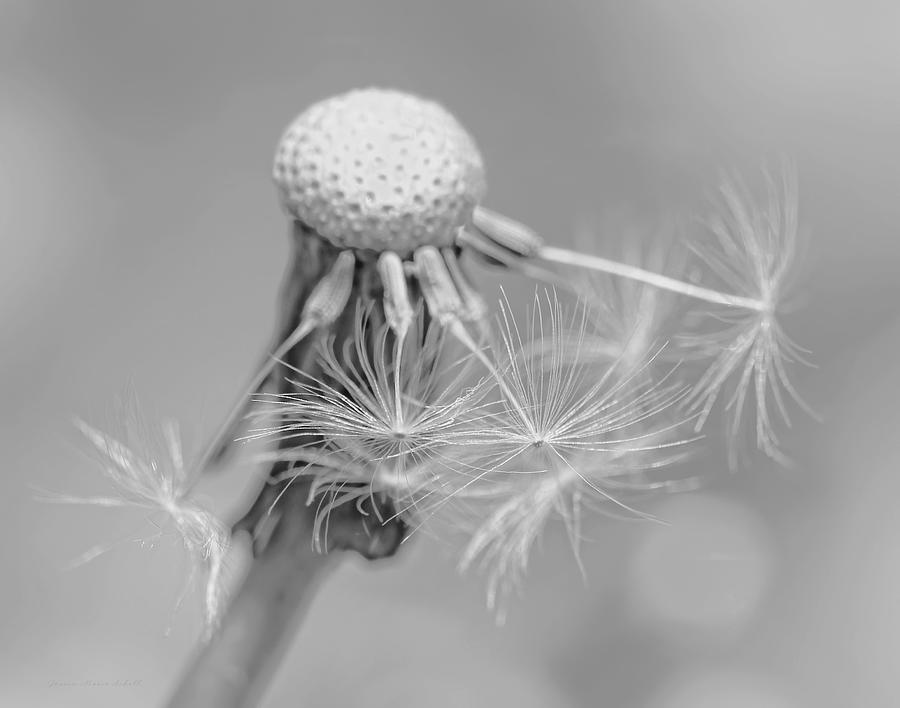 Nature Photograph - Dandelion Flower Macro Monochrome by Jennie Marie Schell