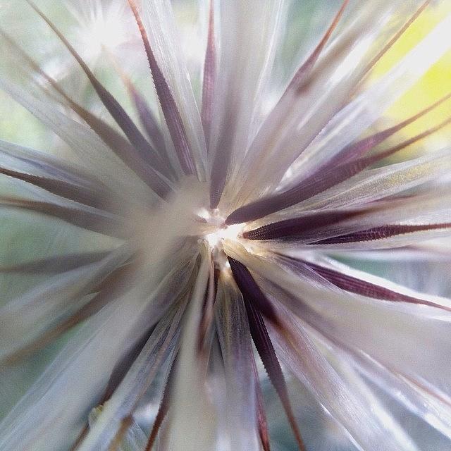 Flowers Still Life Photograph - #dandelion #flower #macro #iphoneography by Ariadne Blue