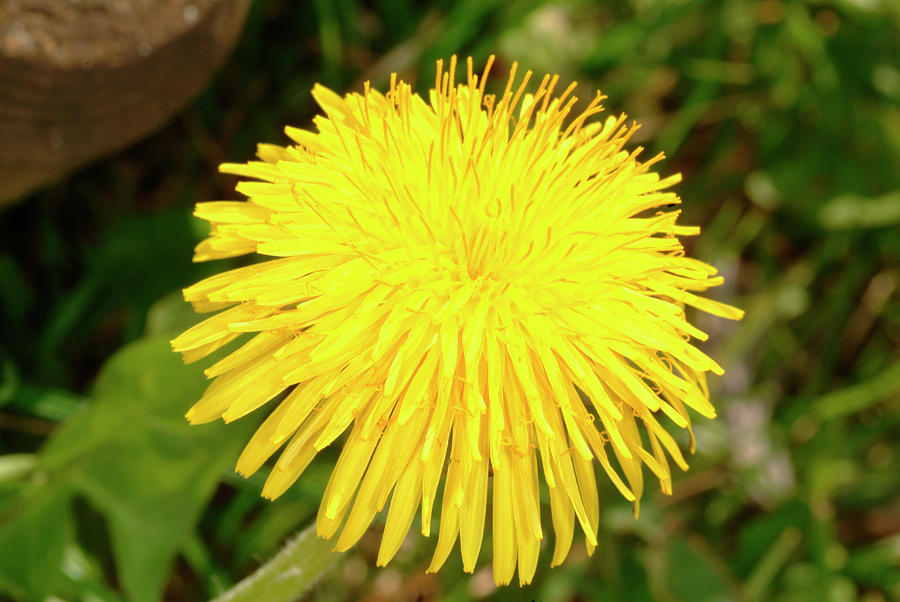 Dandelion Flower (taraxacum Officinale) Photograph by Bildagentur ...