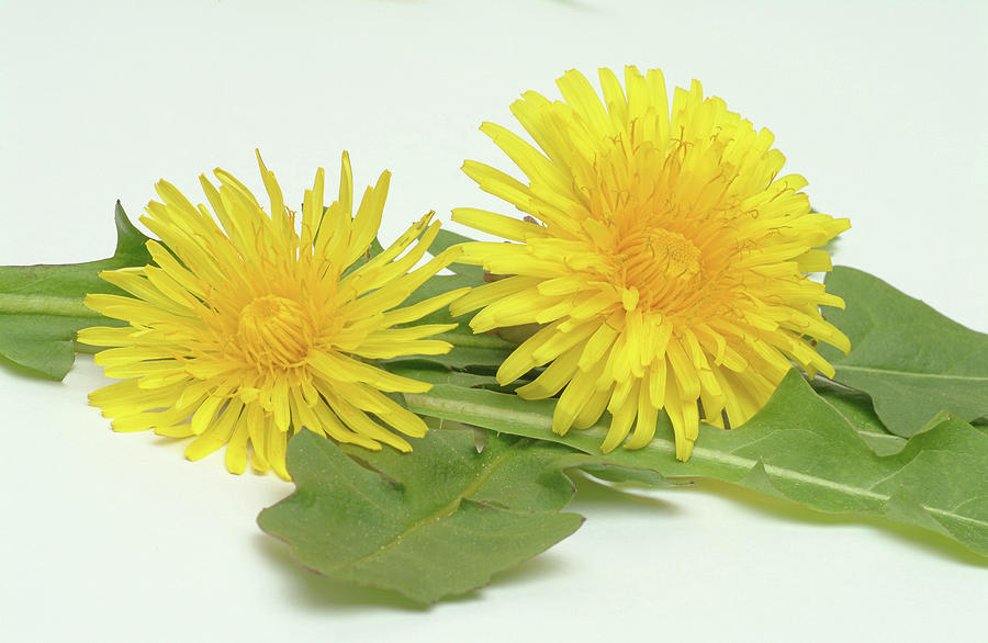 Flower Photograph - Dandelion Flowers And Leaves by Bildagentur-online/th Foto/science Photo Library