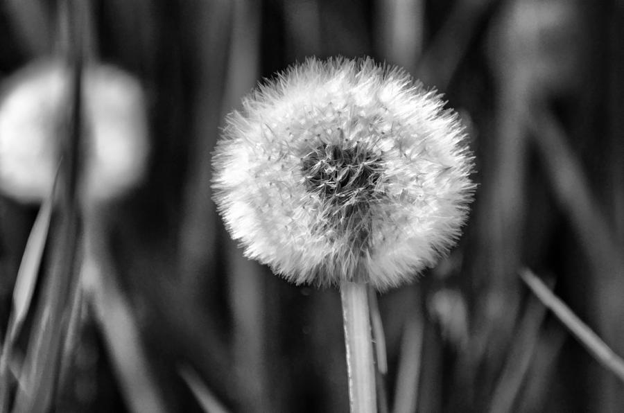 Dandelion Fluff black and white Photograph by Donna Doherty