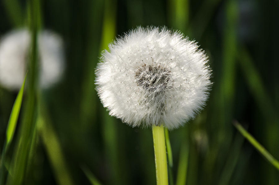 Dandelion Fluff Photograph by Donna Doherty