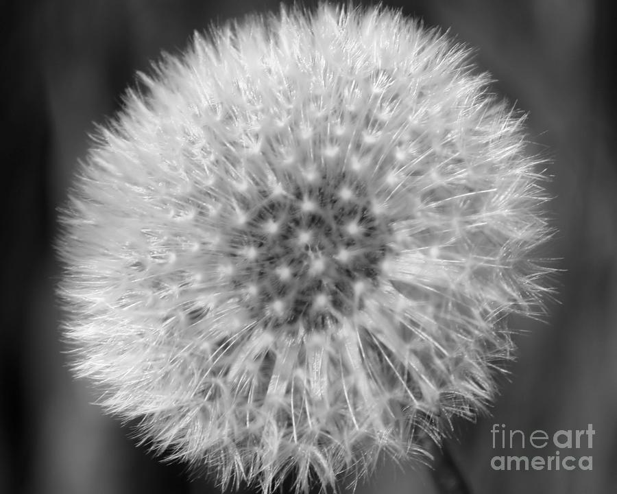 Dandelion Fluff In Black And White Photograph by Smilin Eyes Treasures