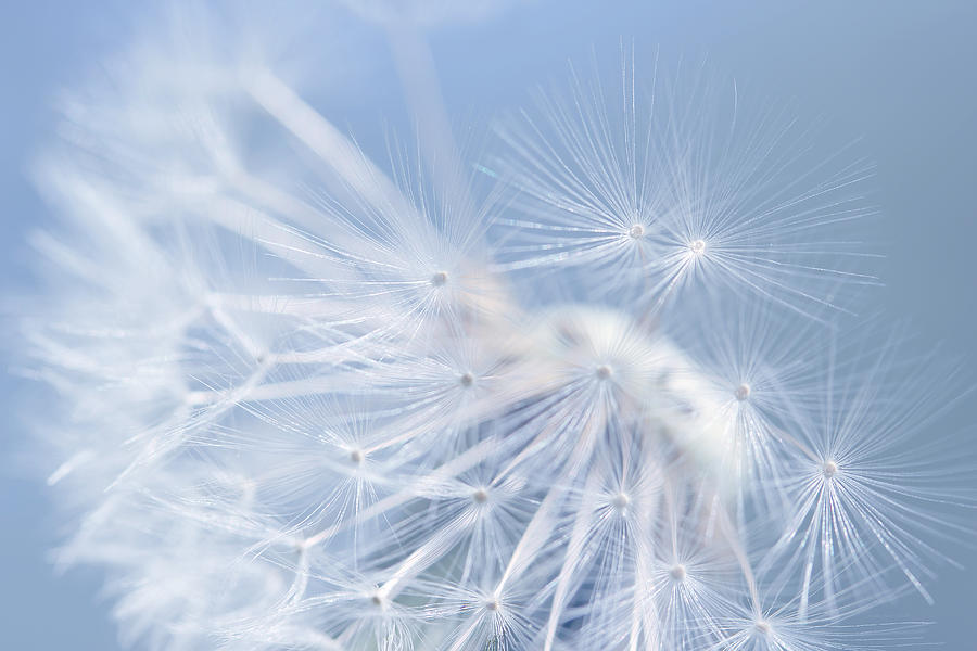 Nature Photograph - Dandelion Fly Away Blue by Jennie Marie Schell