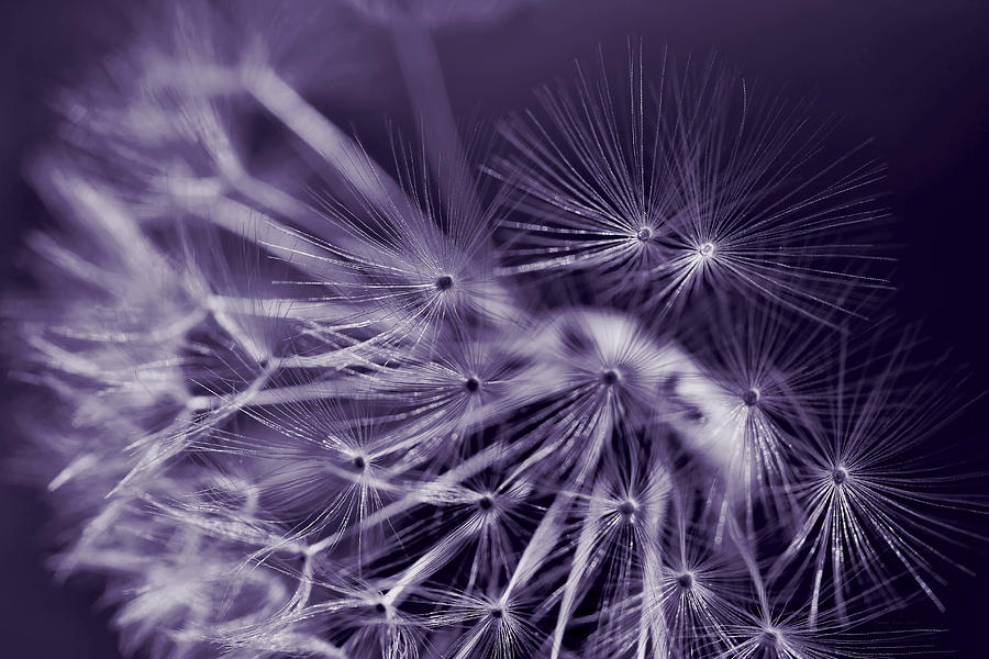 Summer Photograph - Dandelion Fly Away Dark Purple by Jennie Marie Schell