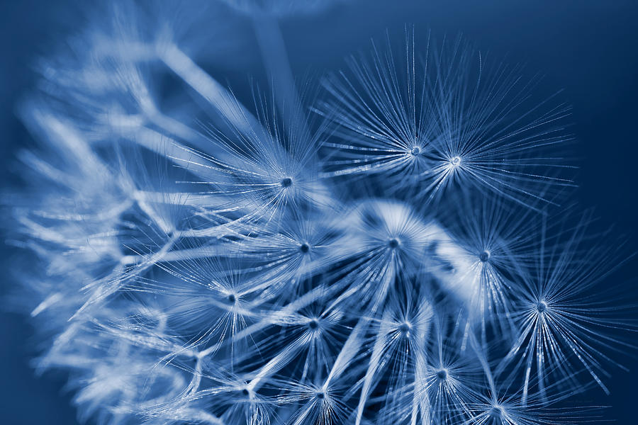 Nature Photograph - Dandelion Fly Away Midnight Blue by Jennie Marie Schell