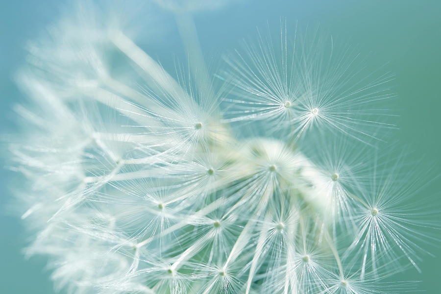 Dandelion Fly Away Teal Photograph by Jennie Marie Schell