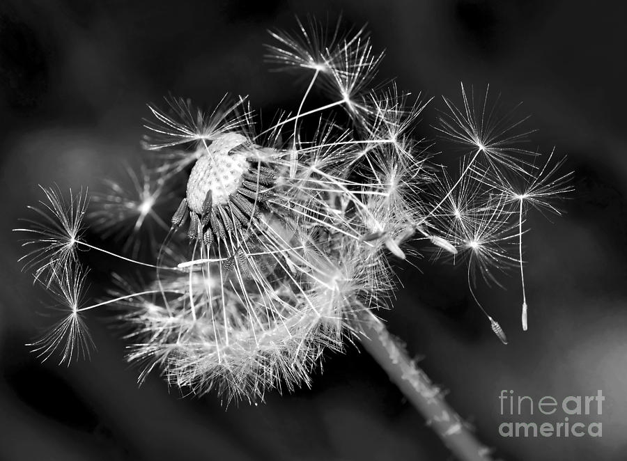 Black And White Photograph - Dandelion Glow by Kaye Menner