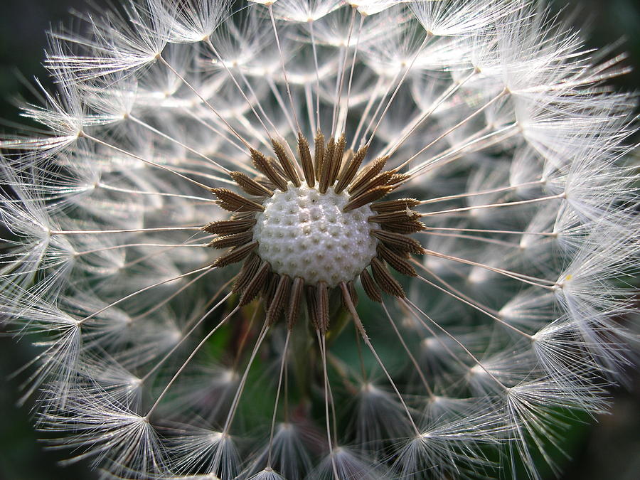 Dandelion golf ball by Nigel Cameron Dandelion golf ball by Nigel Cameron