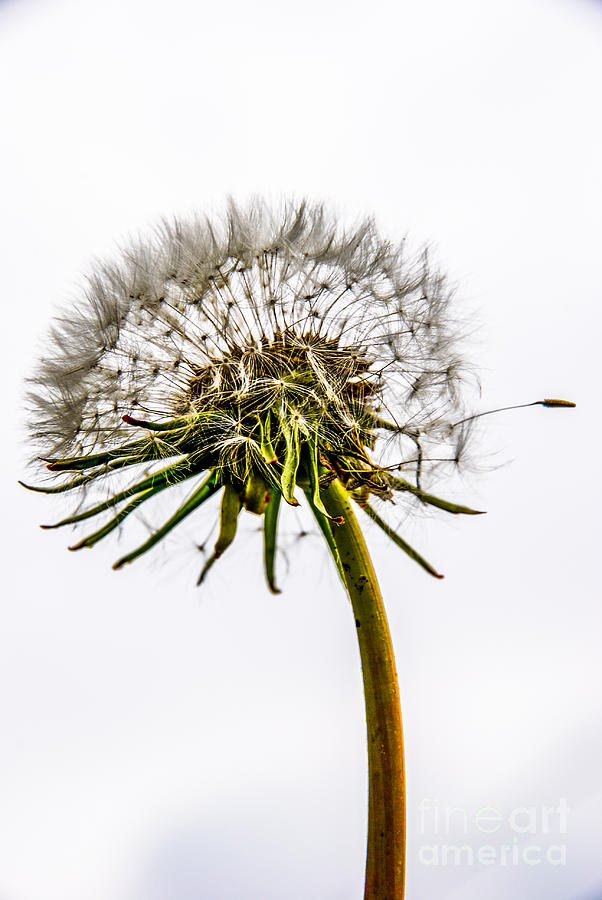 Nature Photograph - Dandelion by Hannes Cmarits