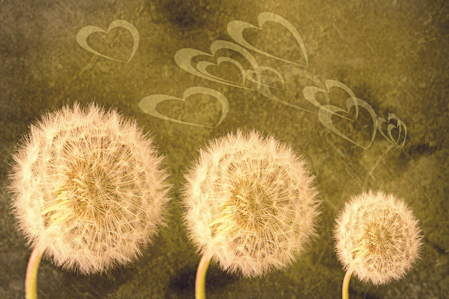 Abstract Photograph - Dandelion Heads by Amanda Elwell