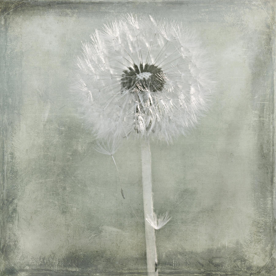 Flower Mixed Media - Dandelion by Heike Hultsch