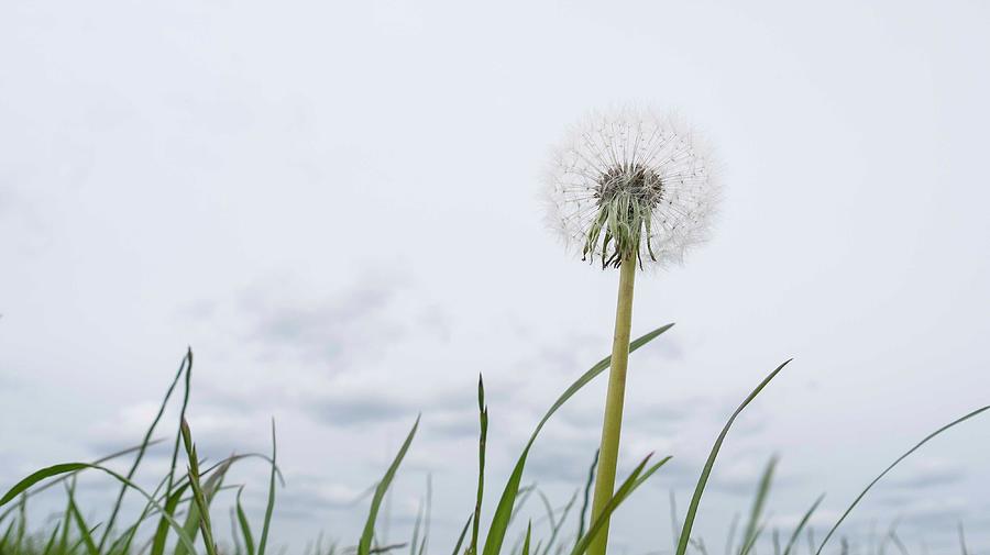 Dandelion In A Field Of Grass Photograph by Leverstock