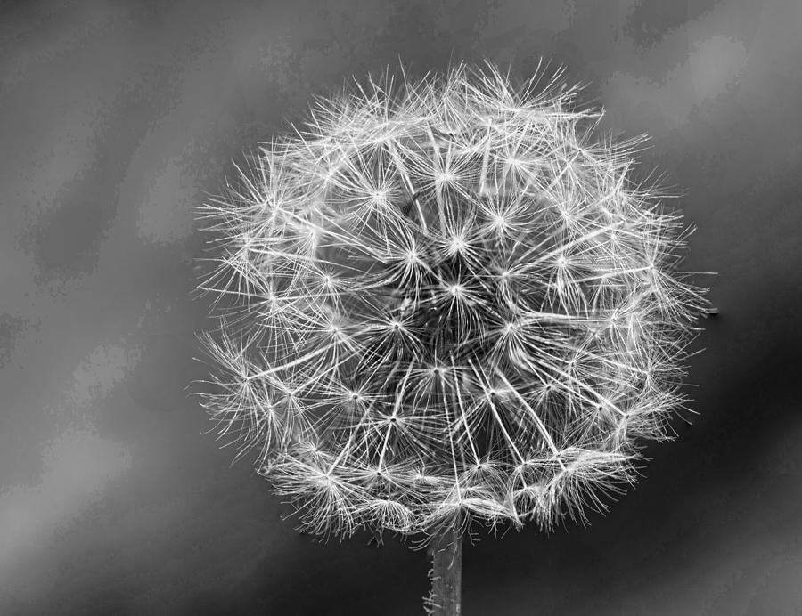 Dandelion in Black and White Photograph by John Crothers