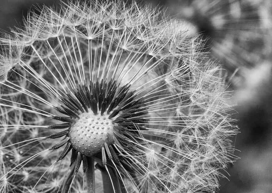 Dandelion in Black and White Photograph by Leah Palmer