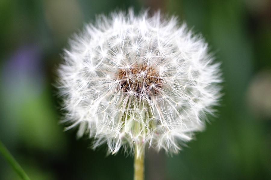 Dandelion In Close Up Photograph By Luisa Azzolini - Fine Art America