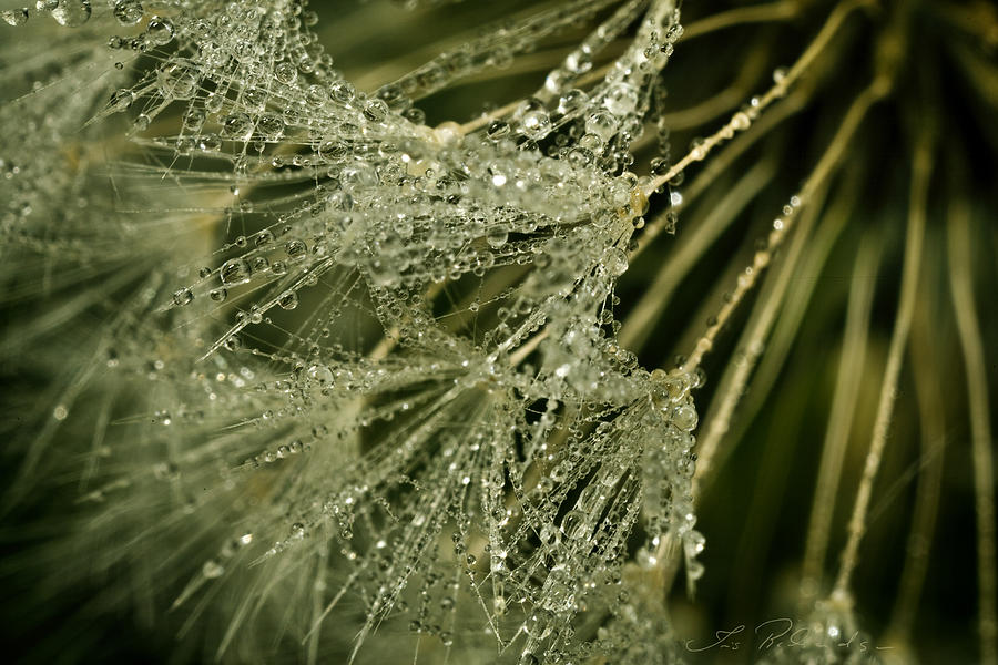 Dandelion in Dew Photograph by Iris Richardson