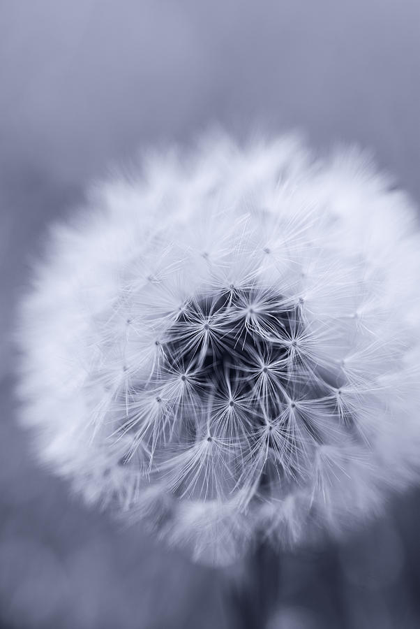 Dandelion in monochrome Photograph by Vishwanath Bhat