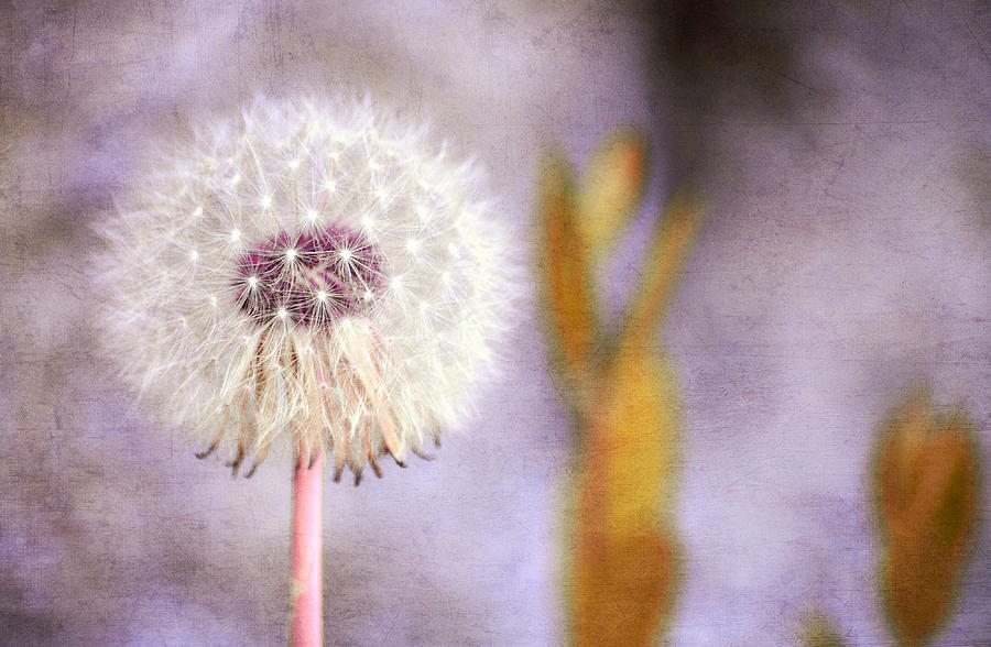 Dandelion In Plum Photograph by Fraida Gutovich