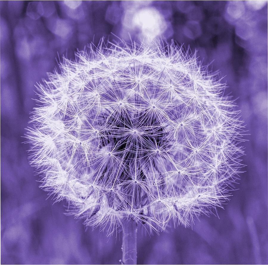 Dandelion in Purple Photograph by HW Kateley