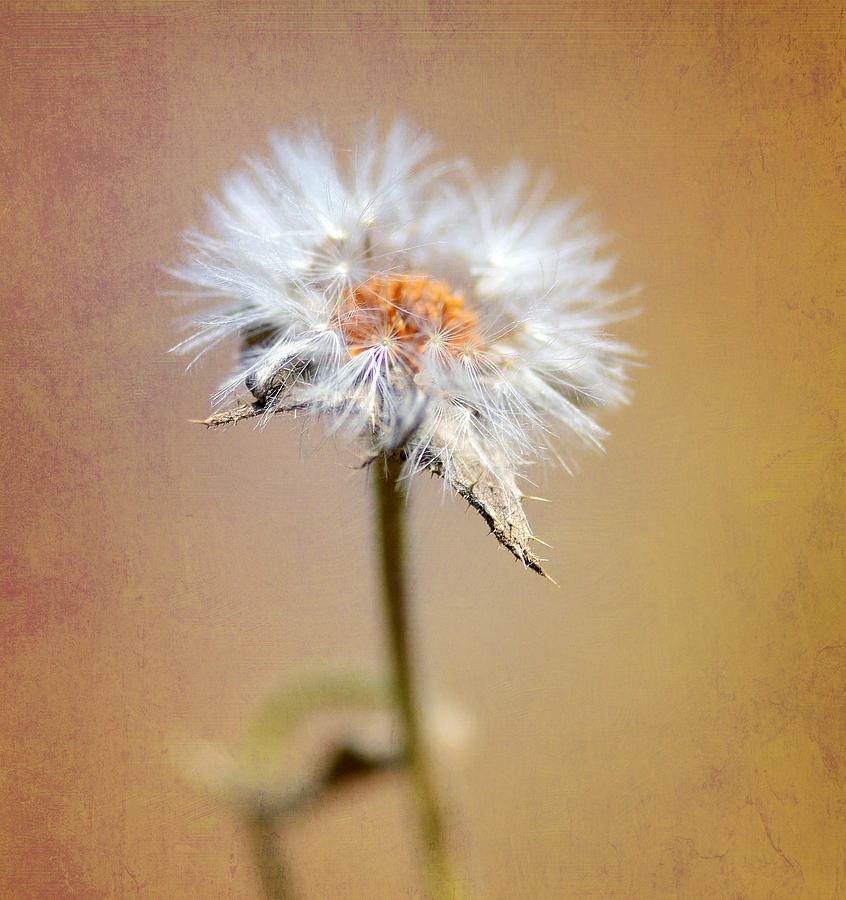 Dandelion In Repose Photograph by Fraida Gutovich