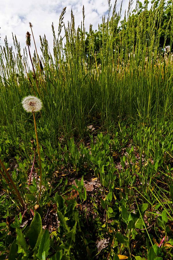 Dandelion in Tall Grass Photograph by Lonnie Paulson