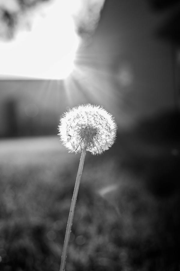 Dandelion in the Sun Photograph by Hillis Creative