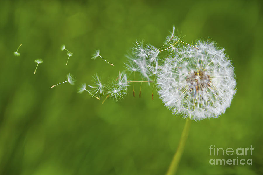 Dandelion In The Wind Photograph