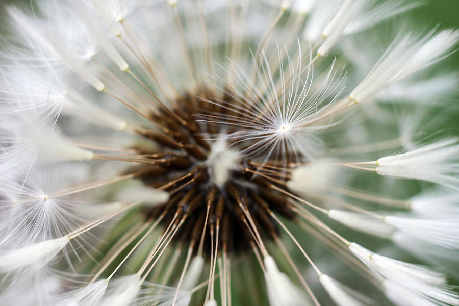 Abstract Photograph - Dandelion  by Jackie Novak