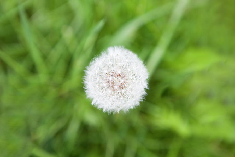 Dandelion Photograph by James French