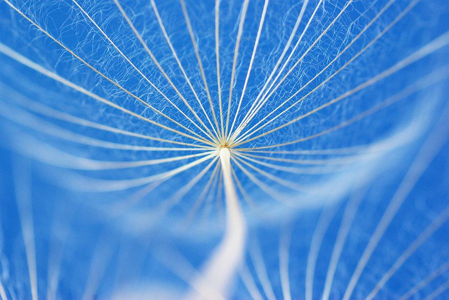 Dandelion Jellyfish Photograph by Alexandra Jursova