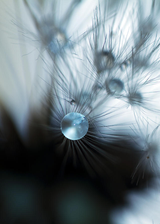 Dandelion Jewel 4 Photograph by Rebecca Cozart