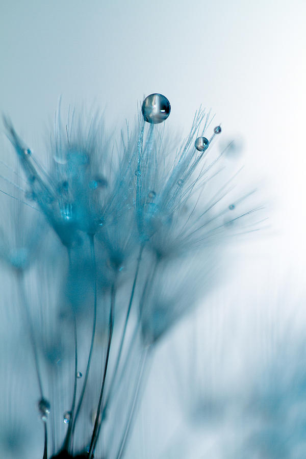 Dandelion Jewel Photograph by Rebecca Cozart